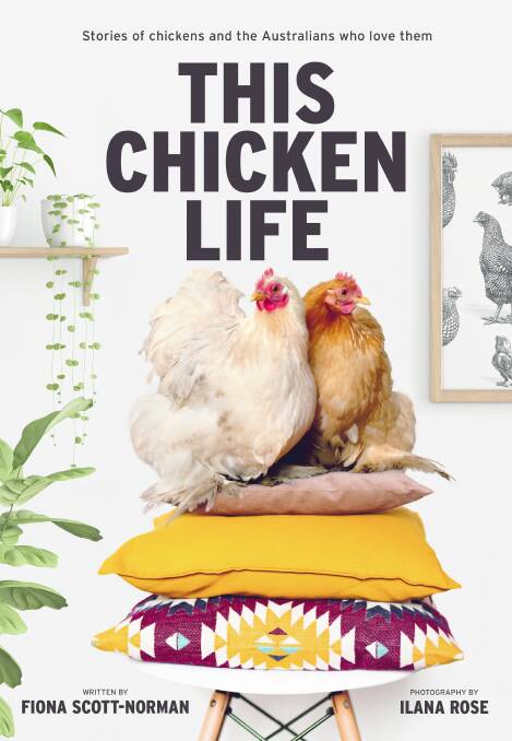 'Incredible little personalities': why so many are hooked on chooks