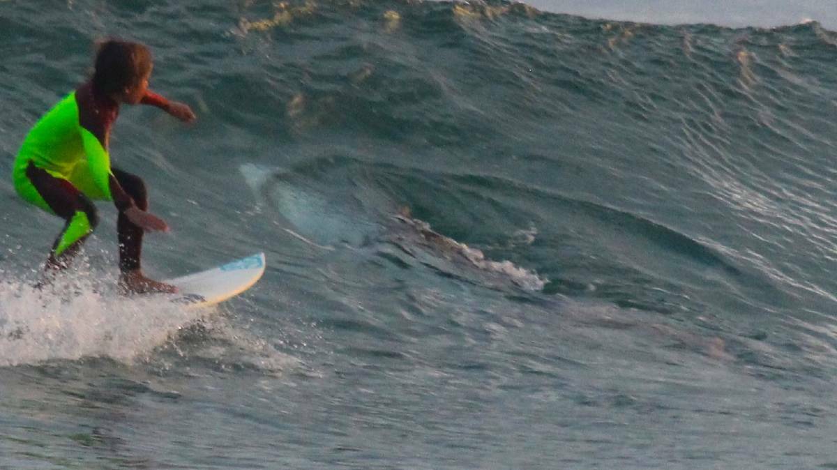 ENCOUNTER: A close-up of Chris Hasson's photograph as his 10-year-old son, Eden, surfs over the estimated 2.5-metre great white shark at Samurai Beach on Tuesday. Picture: Chris Hasson.