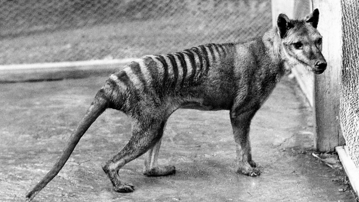 The Tasmanian Tiger, Australia's version of the wolf according to a new study. Picture: File 