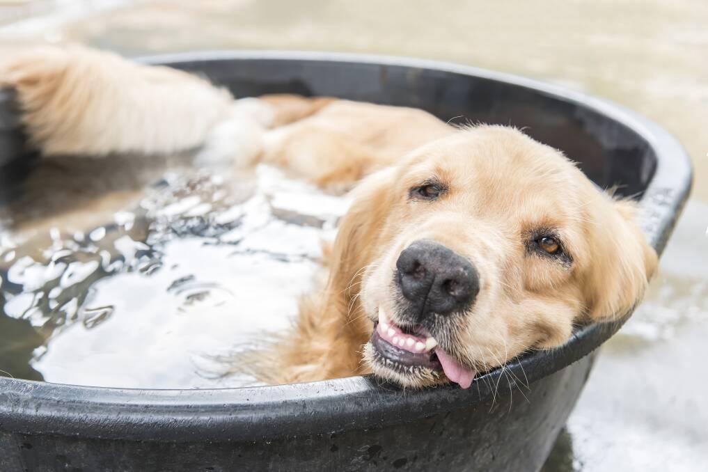 This pupper has the right idea. Photo: Shutterstock