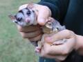 Squirrel gliders are facing extinction in the Lower Hunter. Pictures supplied