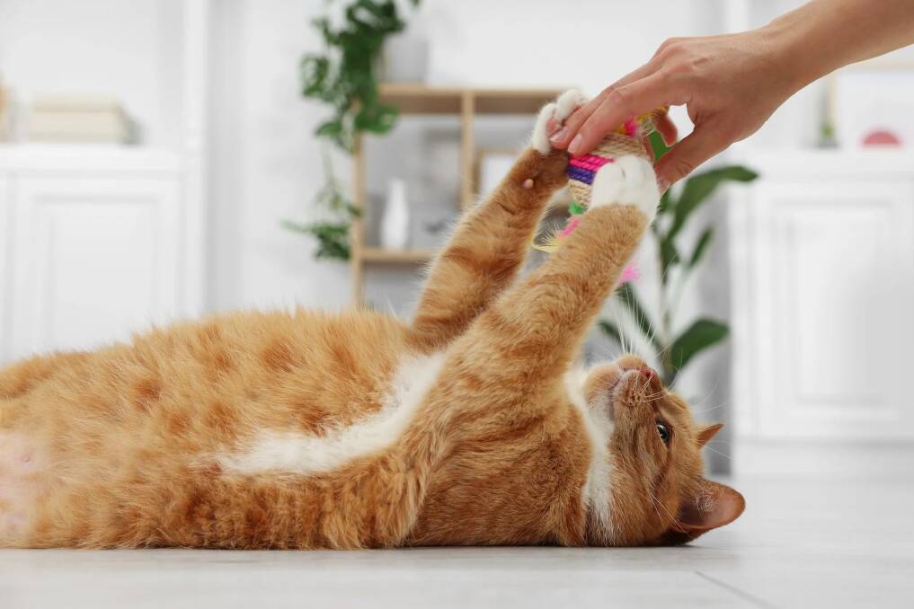 Here are the must-have cat supplies for creating a nurturing and engaging home. Picture supplied