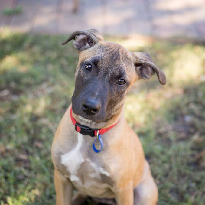 SHY BUT QUIRKY: Libby is a very healthy little puppy who has been raised in a home environment. 