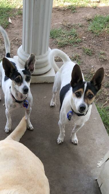 TOGETHER FOREVER: Sid and Nancy are a bonded pair looking for a forever home.