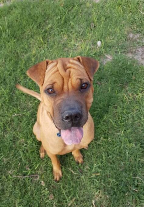 GREAT AT FETCH: Molly is an 18-month-old  boxer-cross-Shar Pei who has boundless energy and is looking for someone to match her effervescent personality.