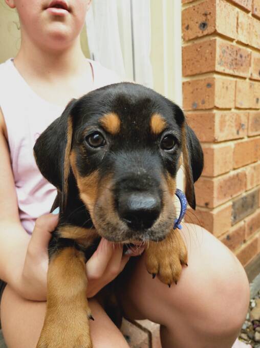 CUTE AS A BUTTON: Ava is a 12-week-old Foxhound puppy that will need regular exercise.