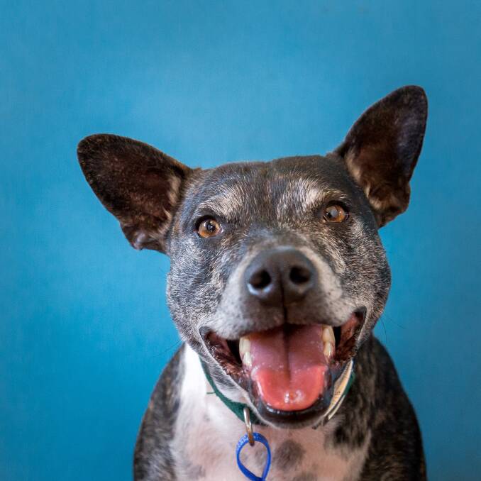 PAWFECT: Meet Bean, a five-year-old, Staffy-cross who loves to play ball.