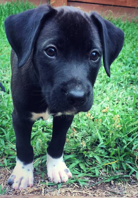PUPPY EYES: Murphy is nine weeks old and smart as a whip, playful, affectionate and looking for an active family with another dog.