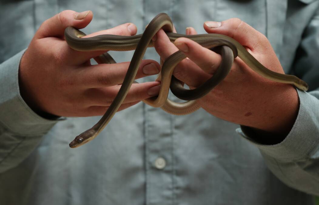 REPTILE SHOWS: See some slippery types at 11am weekdays at Blackbutt Reserve.