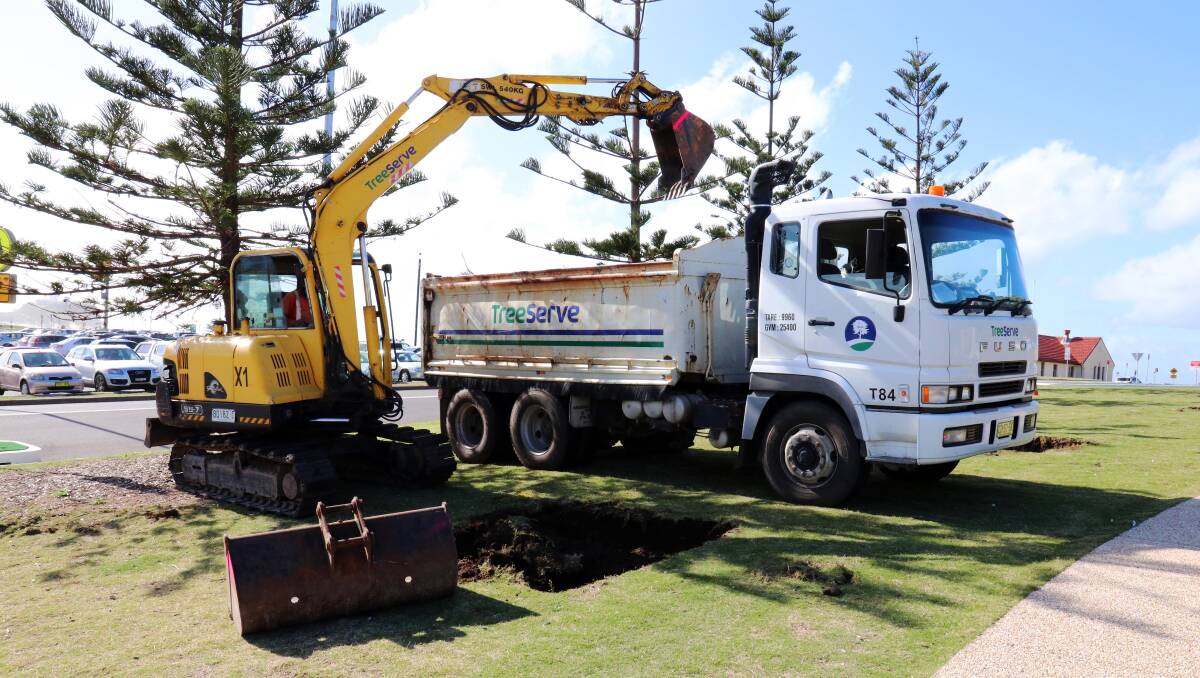 PLANTED: An excavator digs a hole for a tree near Nobbys. The council says it will plant 32 Norfolk Island pines by the end of the month.  