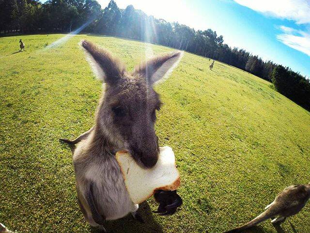MORNING SHOT: INSTA @alicelonghin Gnamm #kangaroo #australia #aussy #remember #tenero #wild #free #newcastlensw #2014 #gopro #beautifulplace
