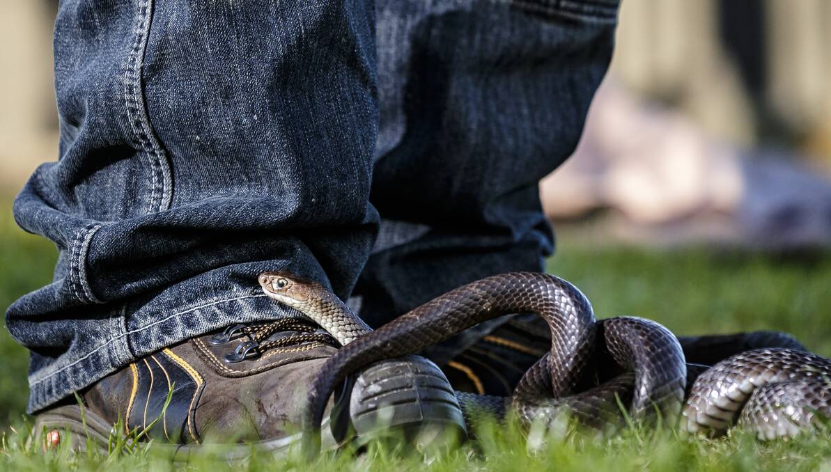 SNAKE SEASON: A common and deadly eastern brown snake slithers across the lawn. Picture: Brook Mitchell .