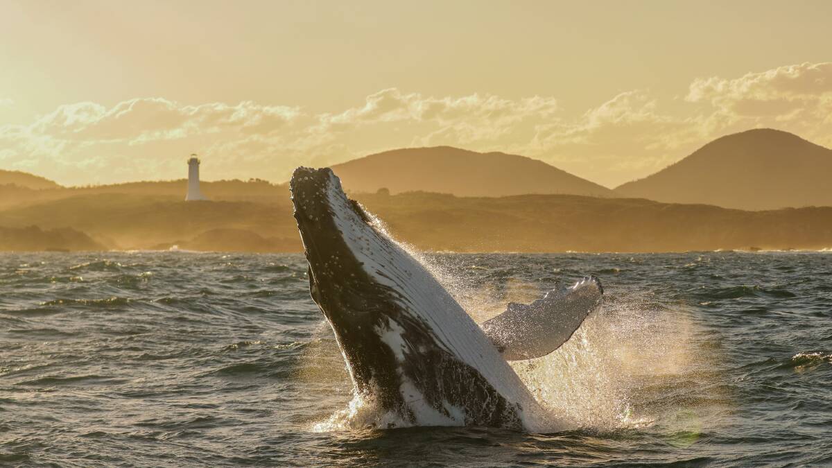 SPLASHBACK: A whale in the waters off Port Stephens. Picture: Lisa Skelton/ Imagine Cruises