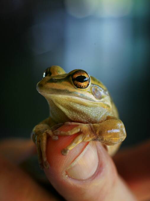 A green and gold Bell Tree Frog at Hunter Wetland Centre. Newcastle City Council is running frog-friendly workshops throughout March. Picture: Peter Stoop