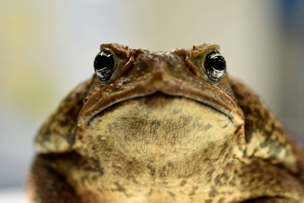 BUFO MARINUS: The cane toad is a feral species which is slowly heading further south after it was introduced to Queensland in 1935. Picture: Steven Siewert