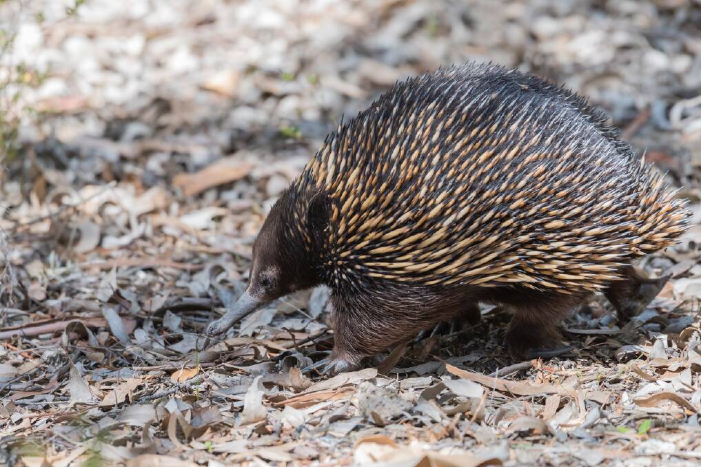A short-beaked echidna is one of the animals you might come across in Hunter Valley bushland. Picture: supplied
