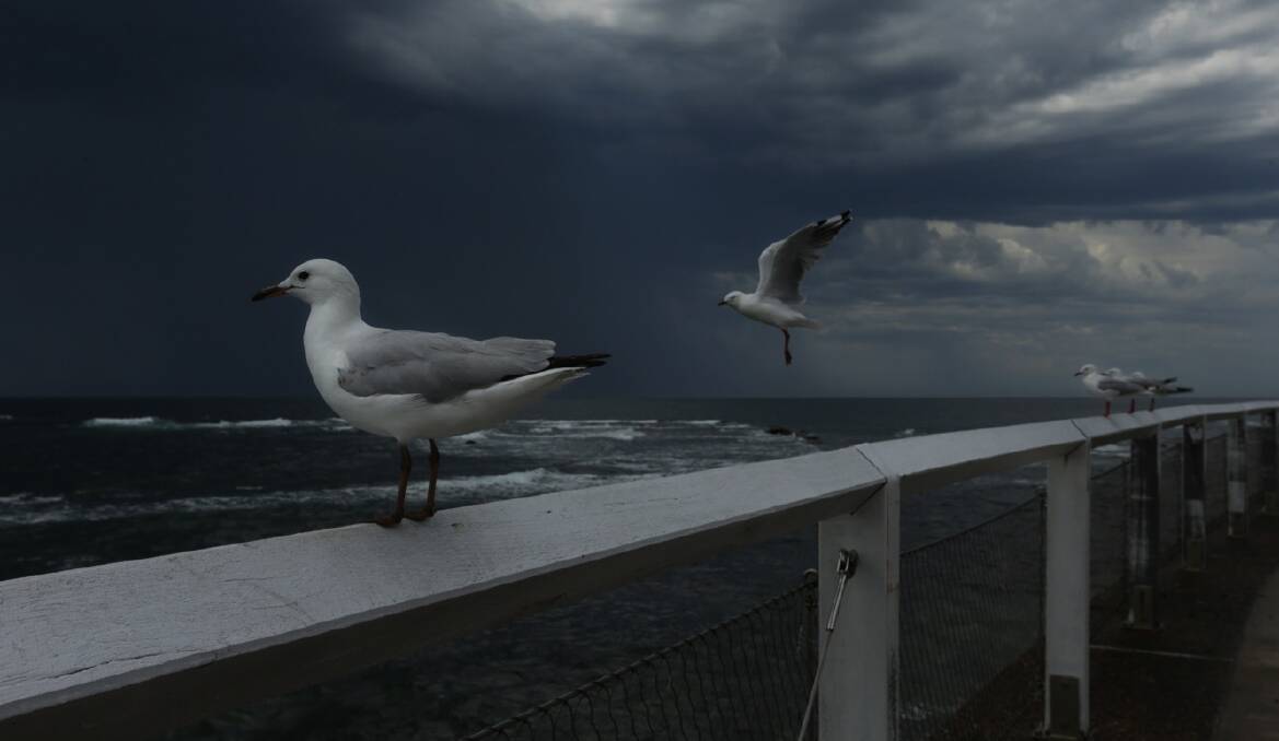 JUST WAITING: Some seagulls wait and watch as dark clouds roll over near Nobbys. Picture: Simone De Peak