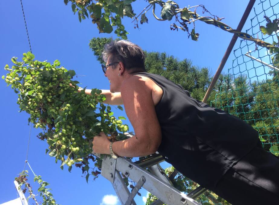 INITIATIVE: Carrington Bowling Club chief executive officer Jaci Lappin tends to her first crop of hops, which was grown on site then brewed into craft beer.