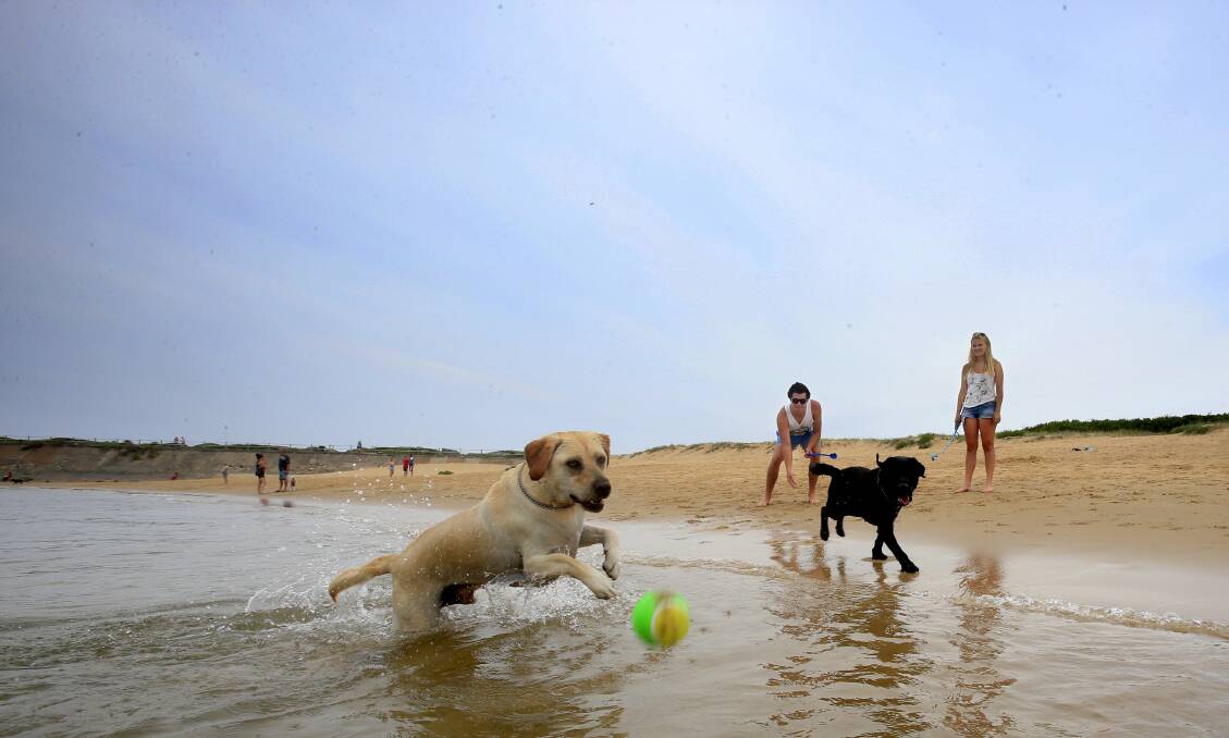 Dogs cooling off at the beach.