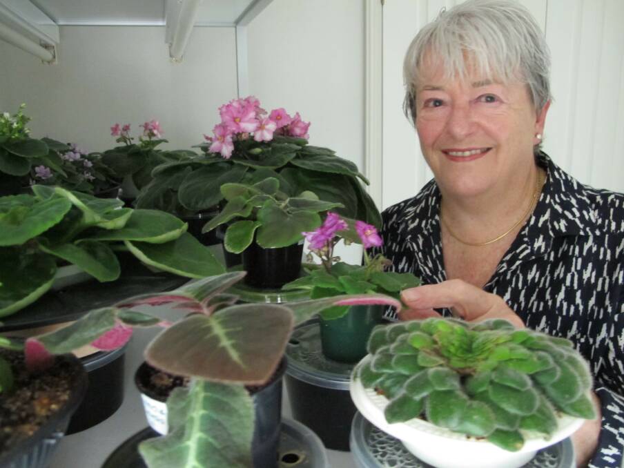CHEERFUL PLANTS: Hunter Valley African Violet Society publicity officer Leonie Mills at her home in Belmont.