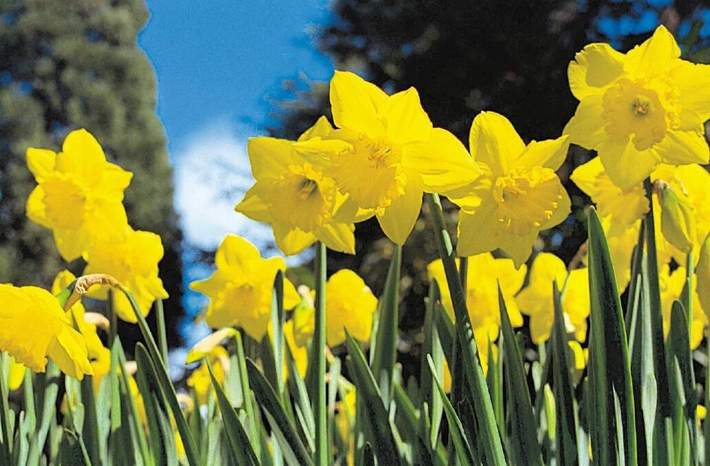 Gardening: Feed up your floral family