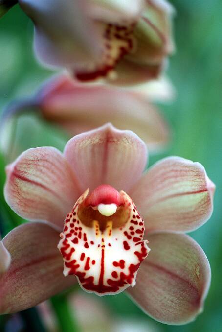 Cymbidium orchids can be used to brighten up traditional or modern homes.