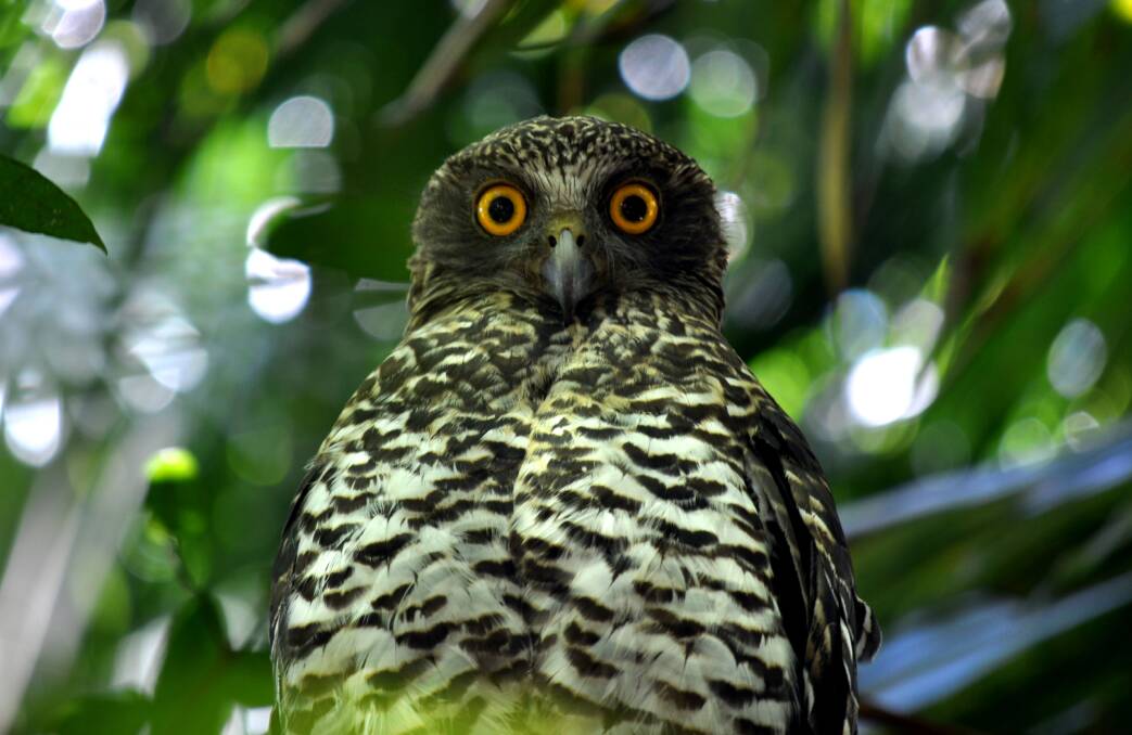 Powerful Owl. Pic by Kristen Hardy.