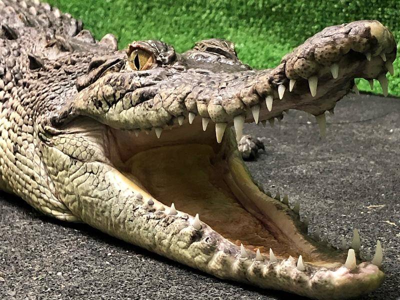 A crocodile found in Queensland river with a metal arrow lodged in its spine has been euthanised.