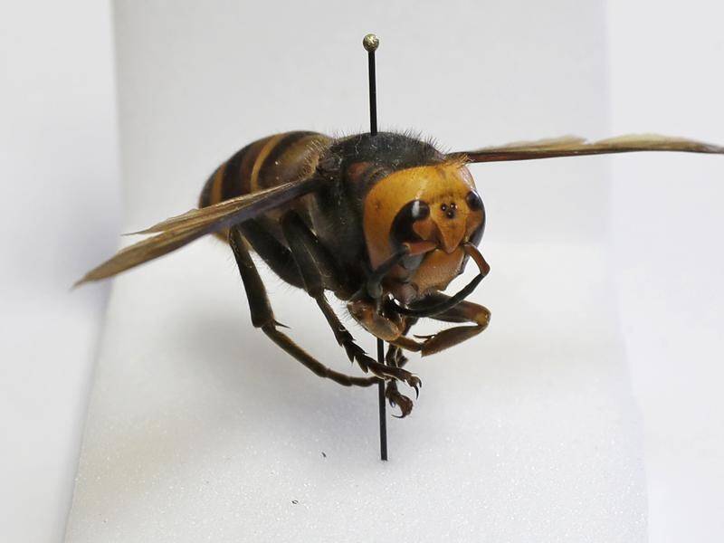An insect dubbed the 'Murder Hornet' which is native to Asia has been found in the United States.