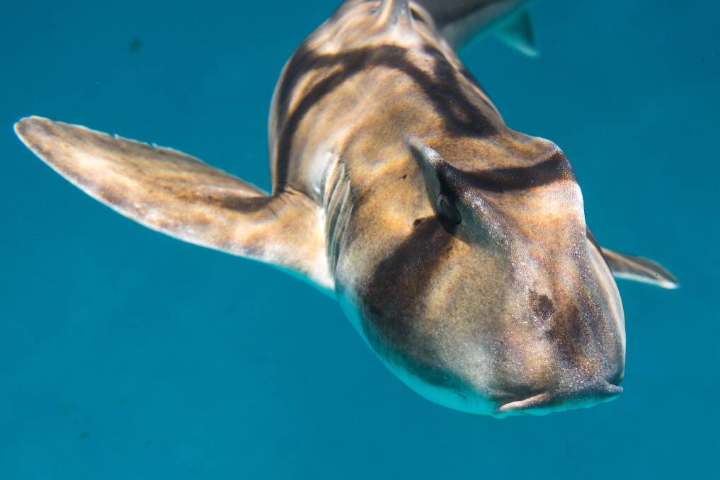 Taronga Zoo's Seal Cove exhibit is hosting a small group of Port Jackson Sharks, a type of Bullhead Shark found around southern Australia, as part of an exciting study seeking to unlock the secrets of shark society. Picture: Bluebottle Films