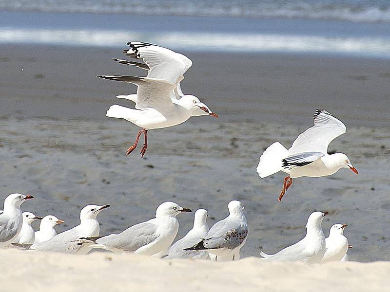 Australian seagulls have been found to carry a drug-resistant strain of a harmful e-coli bacteria.
