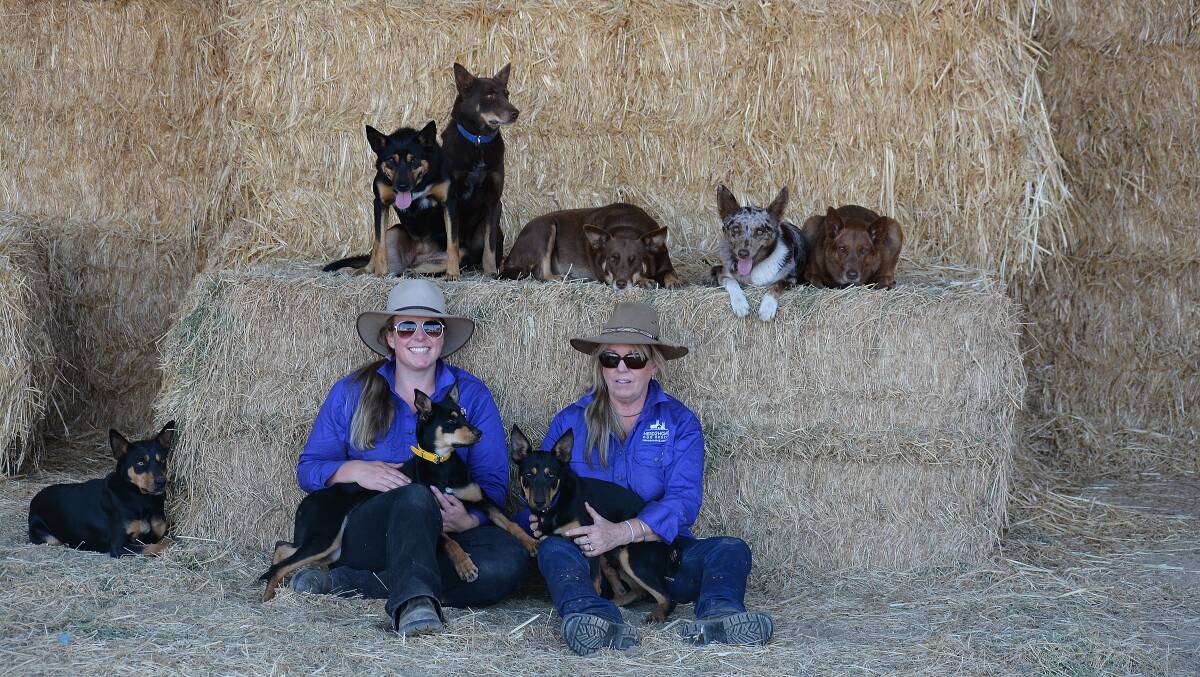 FAMILY: Peri Chappell from HERD2HOMES, alongside many of her rescued working breed dogs still looking for homes.