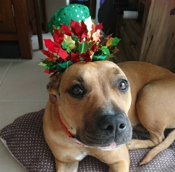 FESTIVE: Honey, an 11-month-old American Staffordshire Terrier, is one of the dogs currently available for adoption at the RSPCA Rutherford shelter.