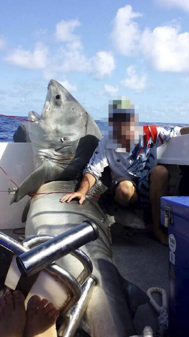 SNAPPED: Tiger shark taken off Swansea.